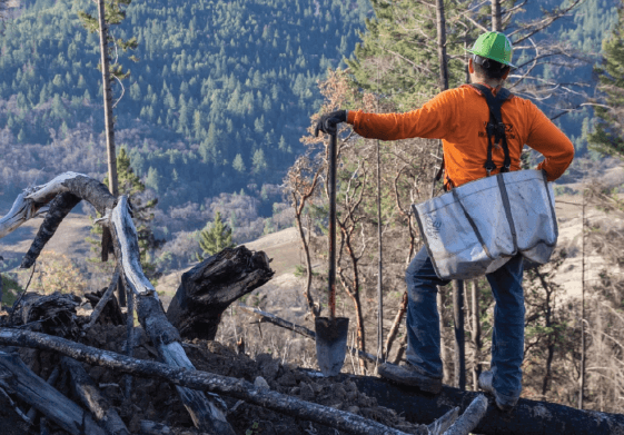 Plant One Tree (Protection and Recovery)