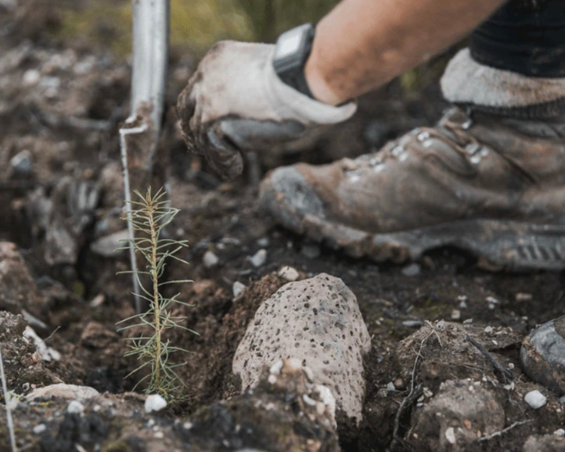 Plant One Tree (Protection and Recovery)