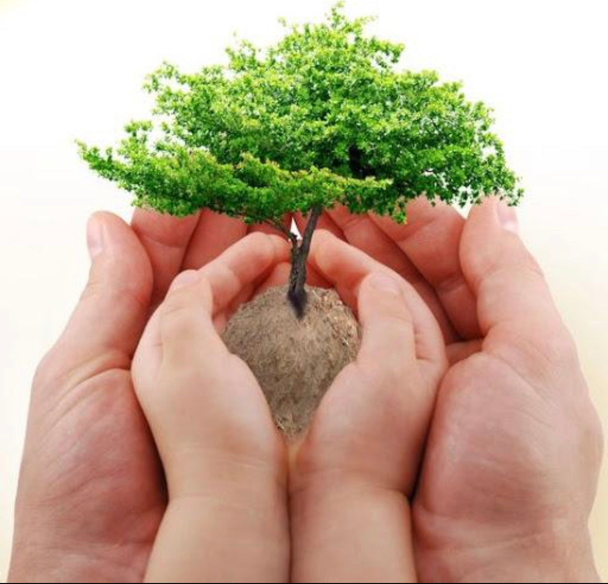 $1 Tree Drive Contribution
