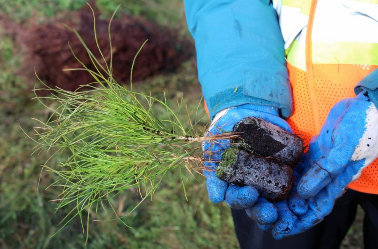 Plant One Tree (General)