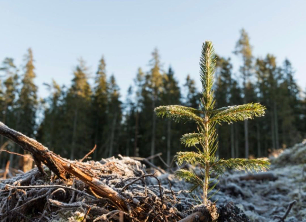 Plant One Tree (General)