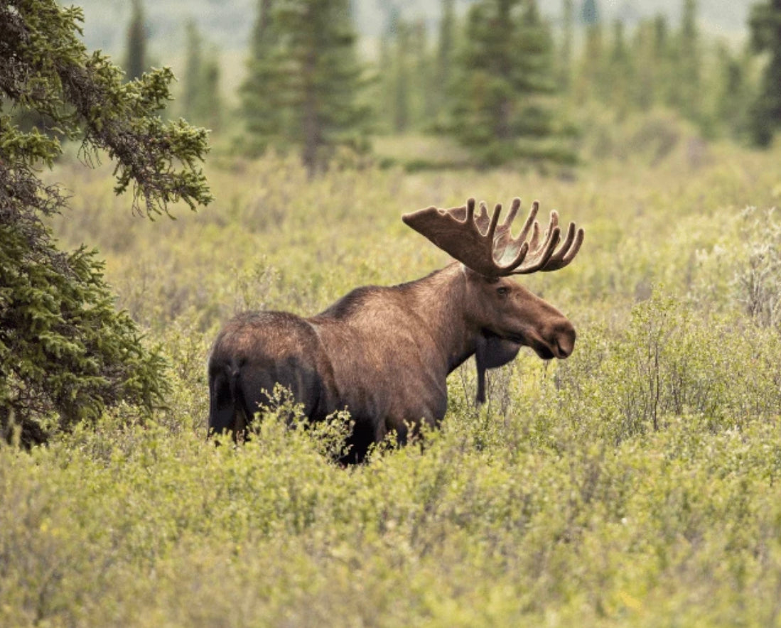 Plant One Tree (General)